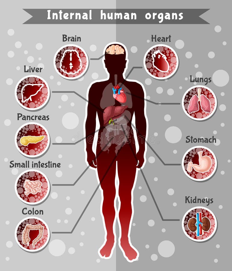 Fetch Location Of Organs In Human Body Free Photos Biology Diagrams