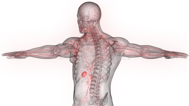 Nerves And Lymph Nodes With Intestine Anterior View Stock Illustration