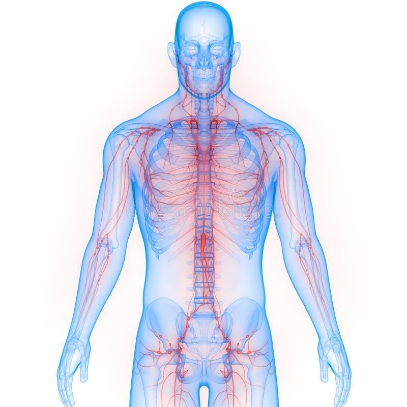 Lymph Vessel Stock Illustrations 599 Lymph Vessel Stock Illustrations