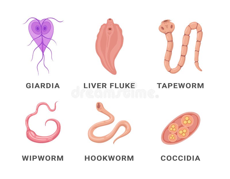 Human Intestinal Parasites Set Infographic Scheme Names Vector Flat