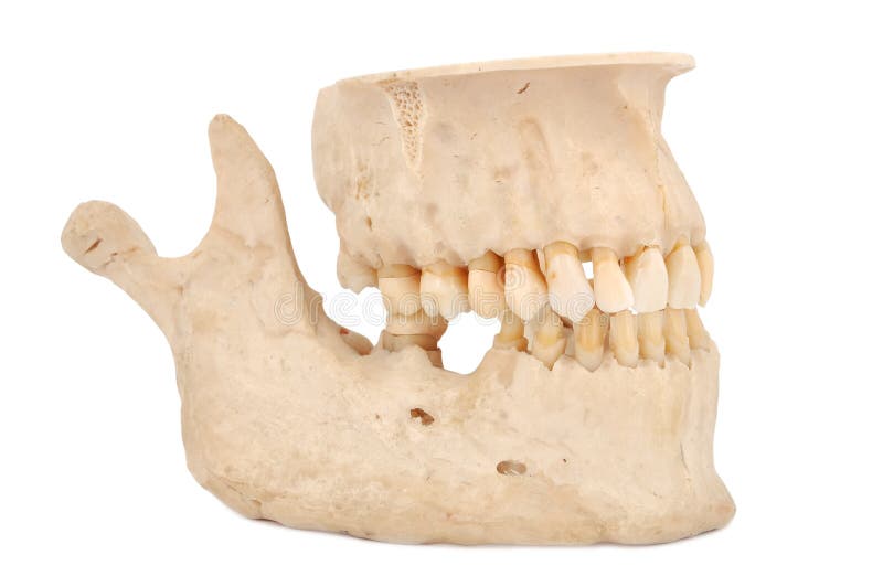 Human jaw stock photo. Image of premolar, object, dentist Biology Diagrams