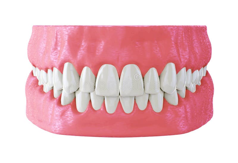 Human Jaw with Straight White Teeth, Correct Bite Stock Image