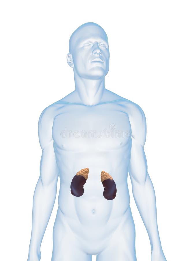 Human Kidney And Adrenal Glands Stock Illustration Illustration of anatomy, kidney 10245319