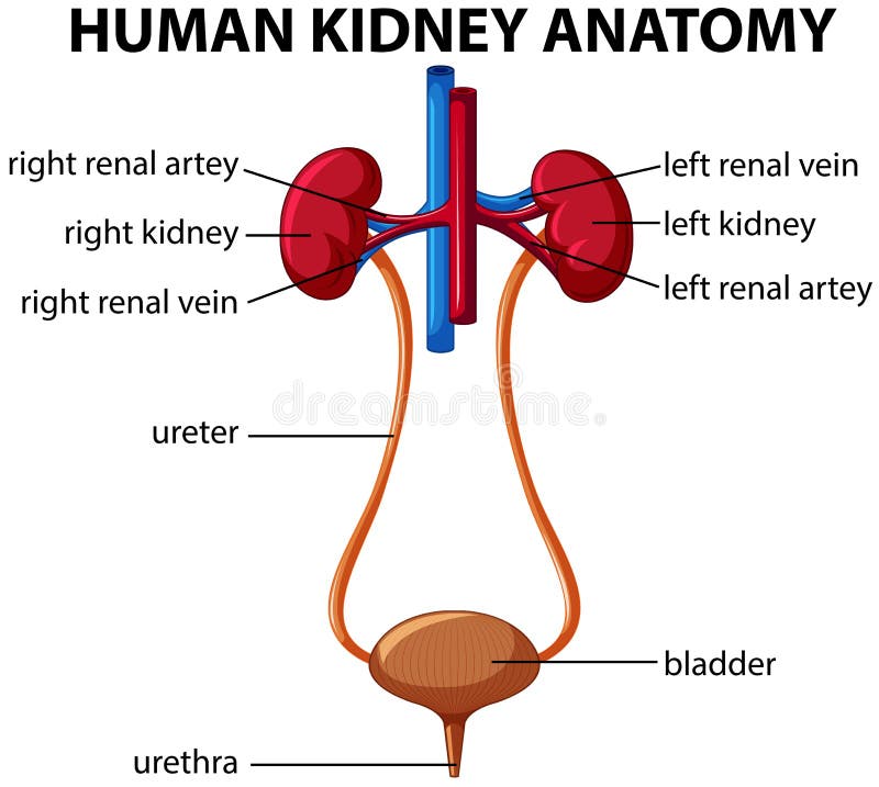 Human Kidney Diagram Stock Illustrations 4081 Human Kidney Diagram Biology Diagrams