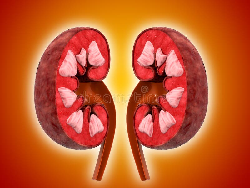 121 Kidney Cross Section Stock Photos - Free & Royalty-Free Stock ...