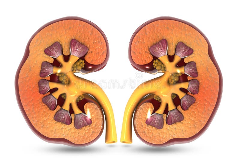 Human kidney cross section stock illustration. Illustration of ...
