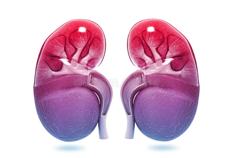 Human kidney cross section stock illustration. Illustration of details ...