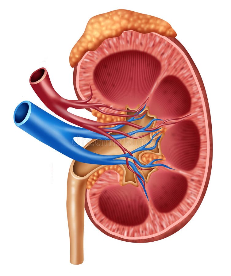 Hombre rinón médico cruz sección de interno el organo azul arterias glándulas suprarrenales glándula cómo cuidado médico ilustraciones de adentro de urinario sistema aislado sobre fondo blanco.