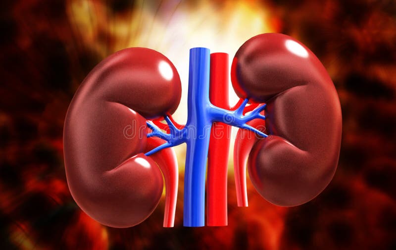 Kidneys operation puzzle stock illustration. Illustration of kidneys ...