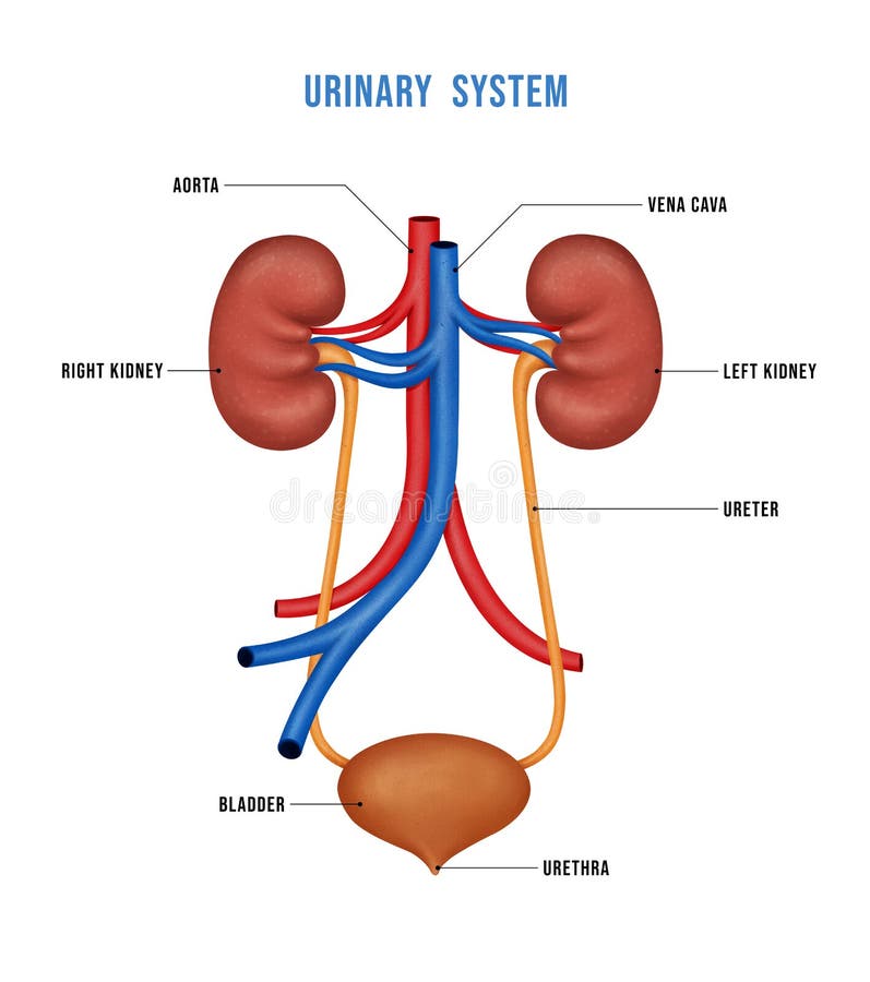 Urinary System Thorax Right Kidney Victorian Anatomical Drawing High-Res  Vector Graphic - Getty Images