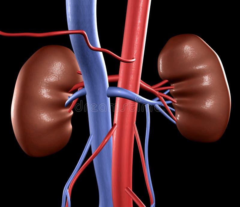 Human Kidneys stock illustration