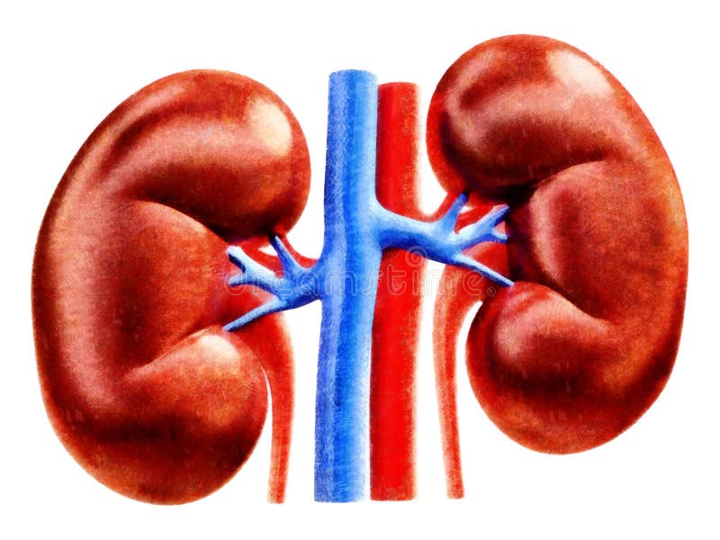 Human Kidneys Anatomy Illustration Stock Illustration