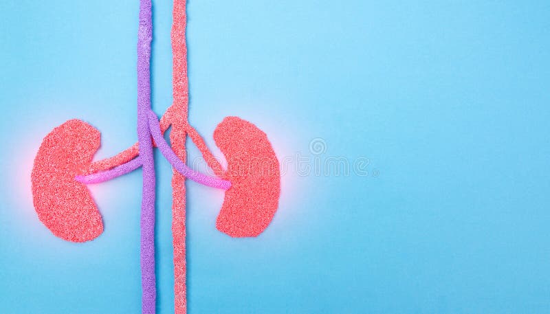 Human kidneys on a blue background. Human kidney disease concept, pyelonephritis, kidney stones, infection, copy space, inflammation