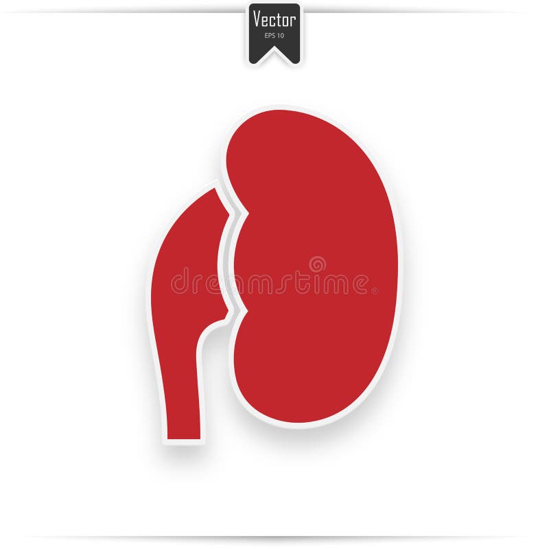 Human Anatomy. Uterus Sign. Vector. White Icon With Soft Shadow On  Transparent Background. Royalty Free SVG, Cliparts, Vectors, and Stock  Illustration. Image 80931132.