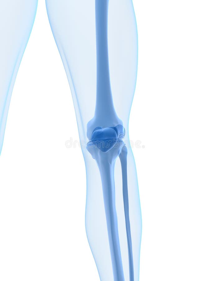 Human knee royalty free illustration