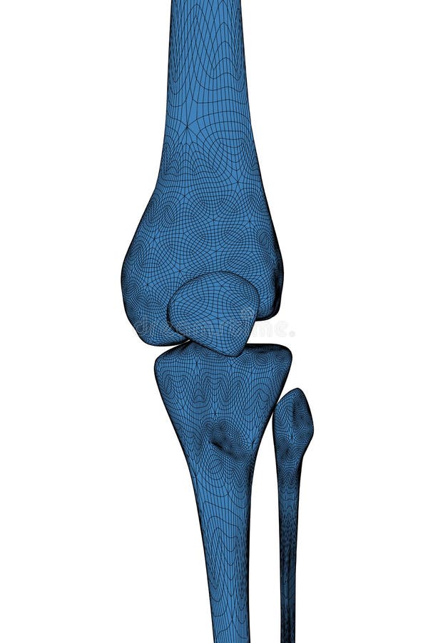 Human knee vector illustration