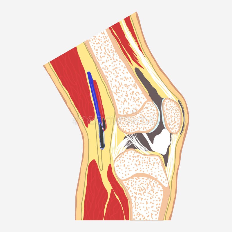 Human knee joint stock illustration Human knee joint stock illustration