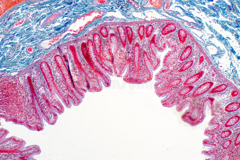 Human large intestine tissue under microscope view stock illustration Human large intestine tissue under microscope view stock illustration