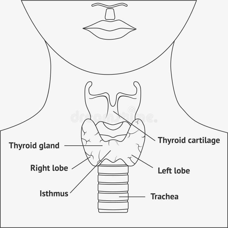 Sketch Larynx and Explain Its Function in Your Own Words. - Science |  Shaalaa.com