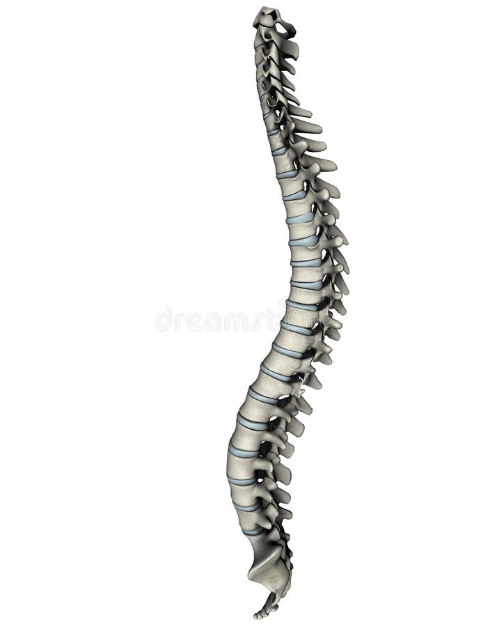 Colonna vertebrale umana laterale vista anatomico illustrazione 3D su sfondo bianco.