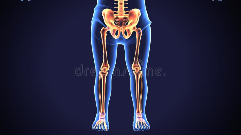 Leg Anatomy Images – Browse 69,451 Stock Photos, Vectors, and