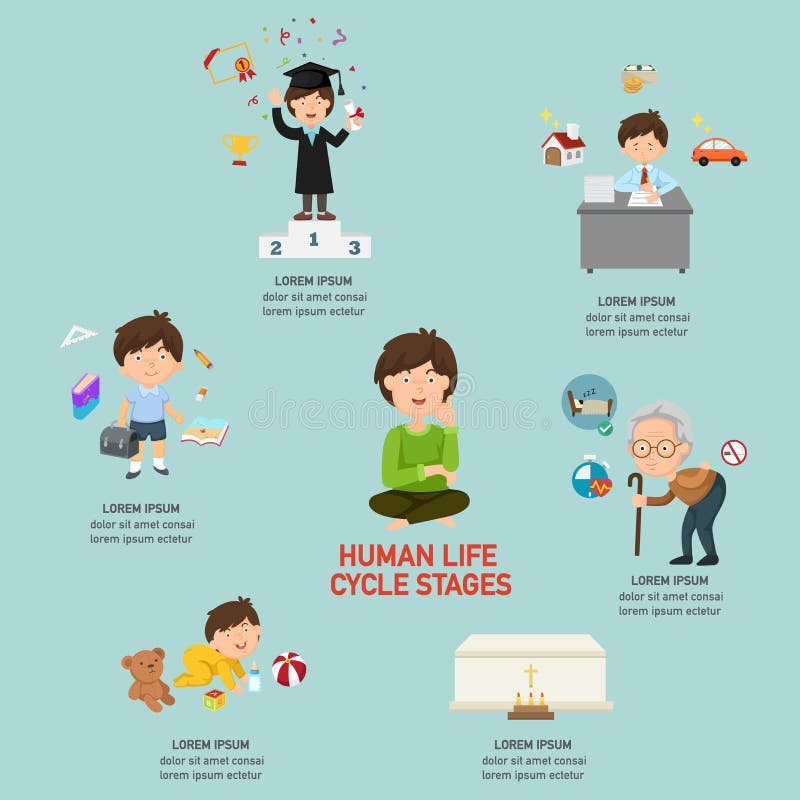 Human Life Cycle Stages Infographic Stock Vector - Illustration of