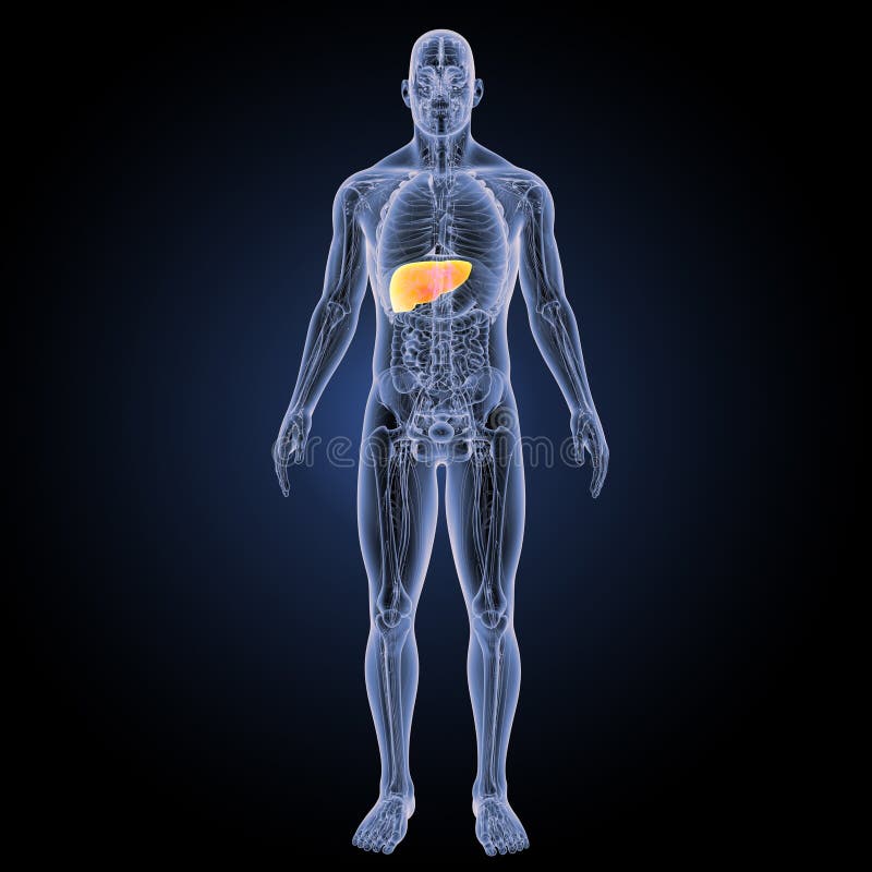 Human Liver with Anatomy Anterior View Stock Illustration ...
