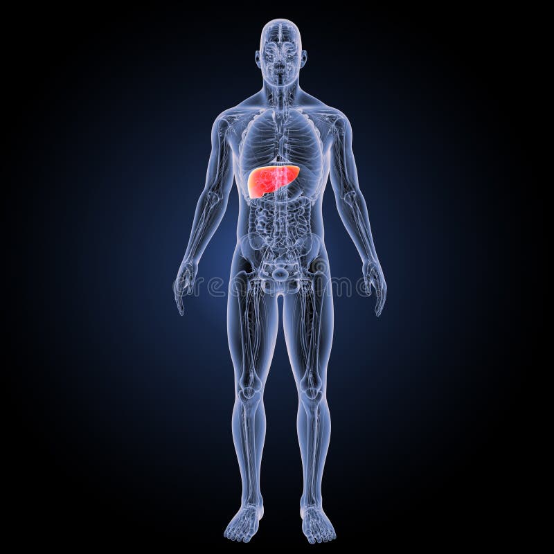 Human Liver with Anatomy Anterior View Stock Illustration ...