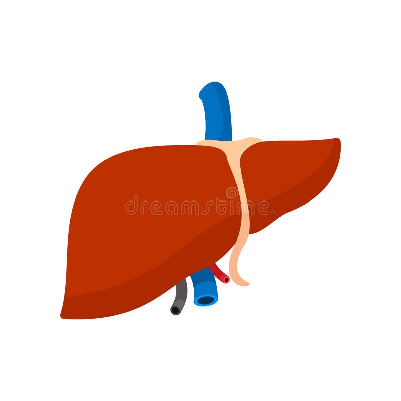 Human liver cartoon icon stock vector. Illustration of internal - 79678860