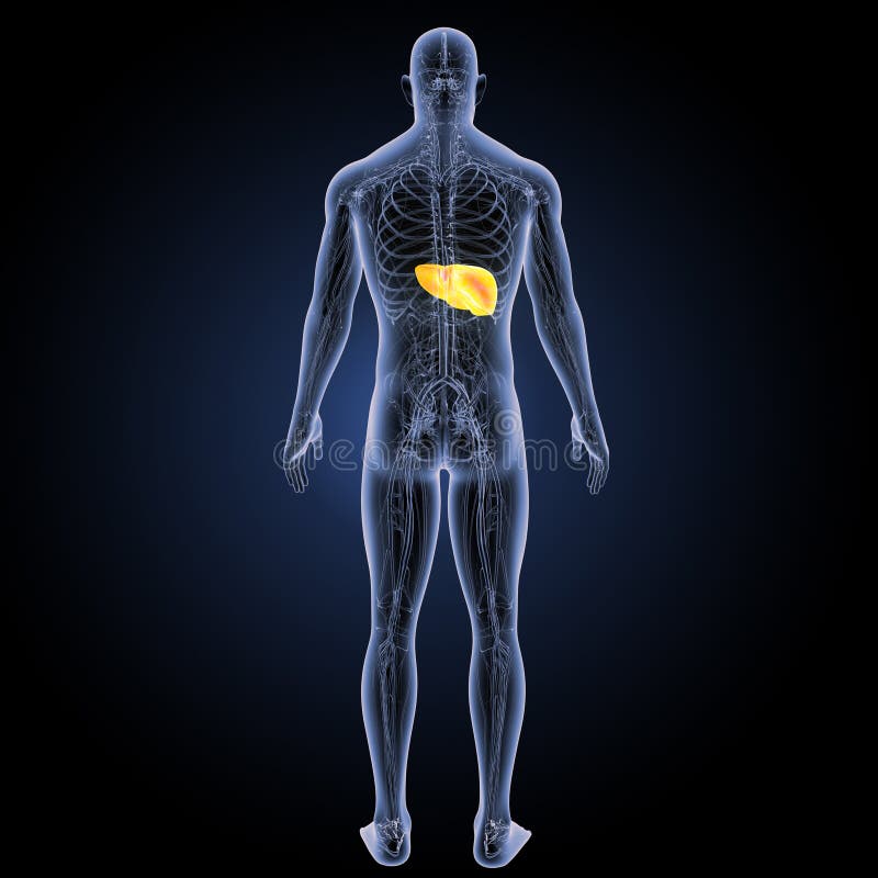 Human Liver with Circulatory System Posterior View Stock Illustration ...