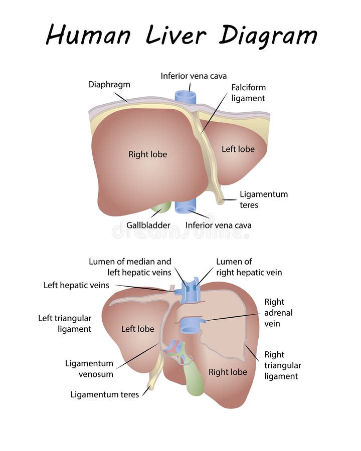 Liver Diagram Stock Illustrations 4 244 Liver Diagram Stock Illustrations Vectors Clipart Dreamstime