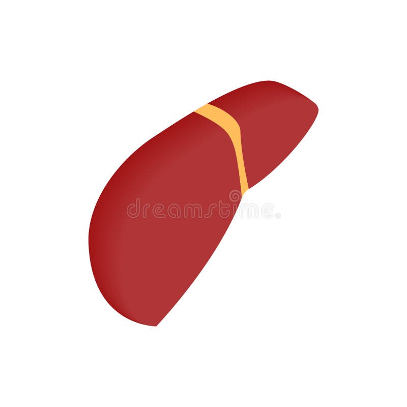 Human liver cartoon icon stock vector. Illustration of internal - 79678860