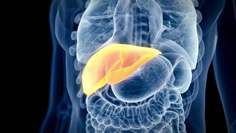 Liver Stock Footage & Videos - 4,343 Stock Videos