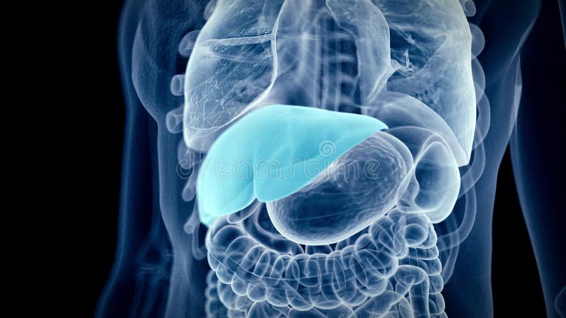 Human Liver Isolated on White Background. Internal Organ. Gallbladder ...
