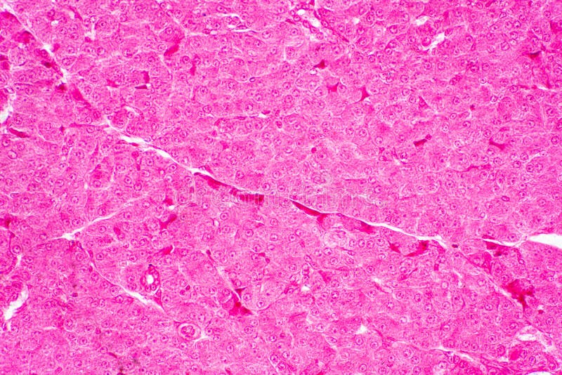 Human Liver Tissue Under Microscope View for Education Histology Stock Photo Image of