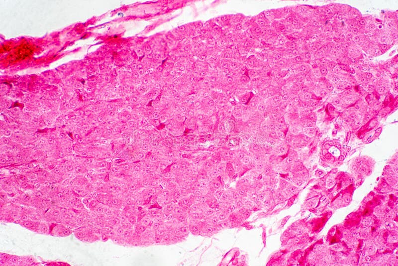 Human Liver Tissue Under Microscope View for Education Histology Stock Image Image of bile