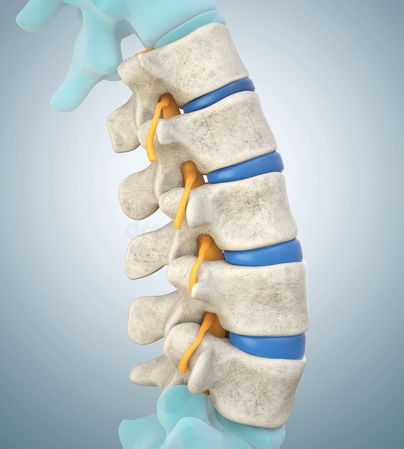 Figure, A Lumbar Vertebra from above and behindContributed by Gray's  Anatomy Plates] - StatPearls - NCBI Bookshelf