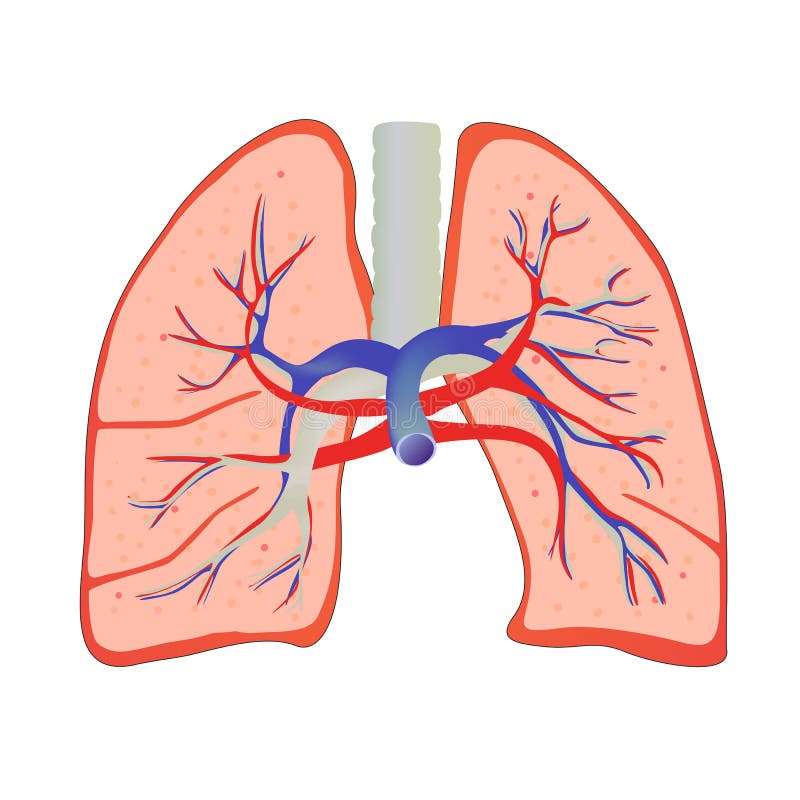 Human lung royalty free illustration
