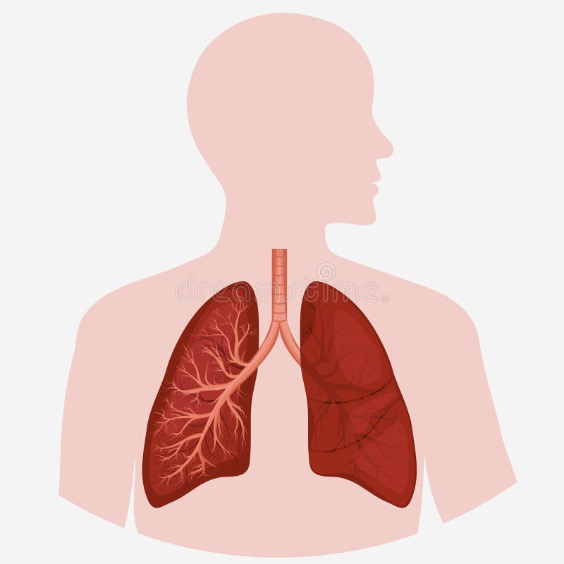 Human Lung anatomy diagram stock vector. Illustration of sickness ... Biology Diagrams