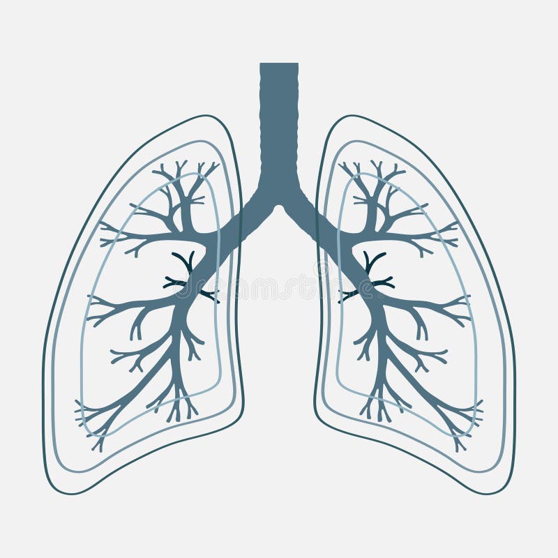Different Systems of Human Body Diagram Stock Vector Biology Diagrams