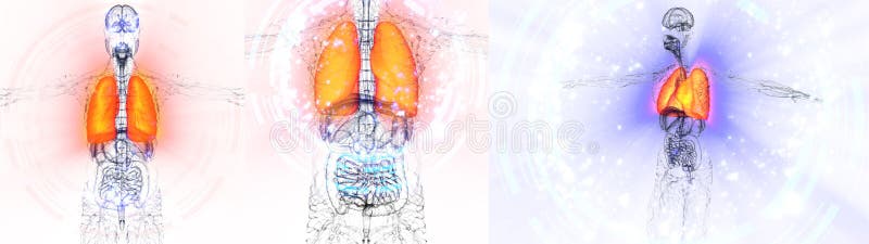 3D rendering medical illustration of the human lung