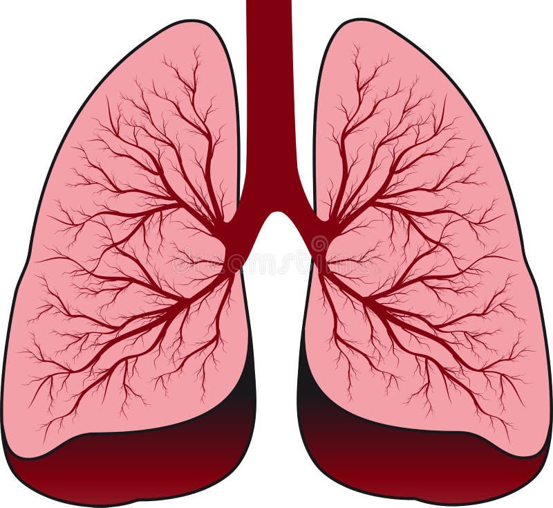 Human lungs royalty free illustration