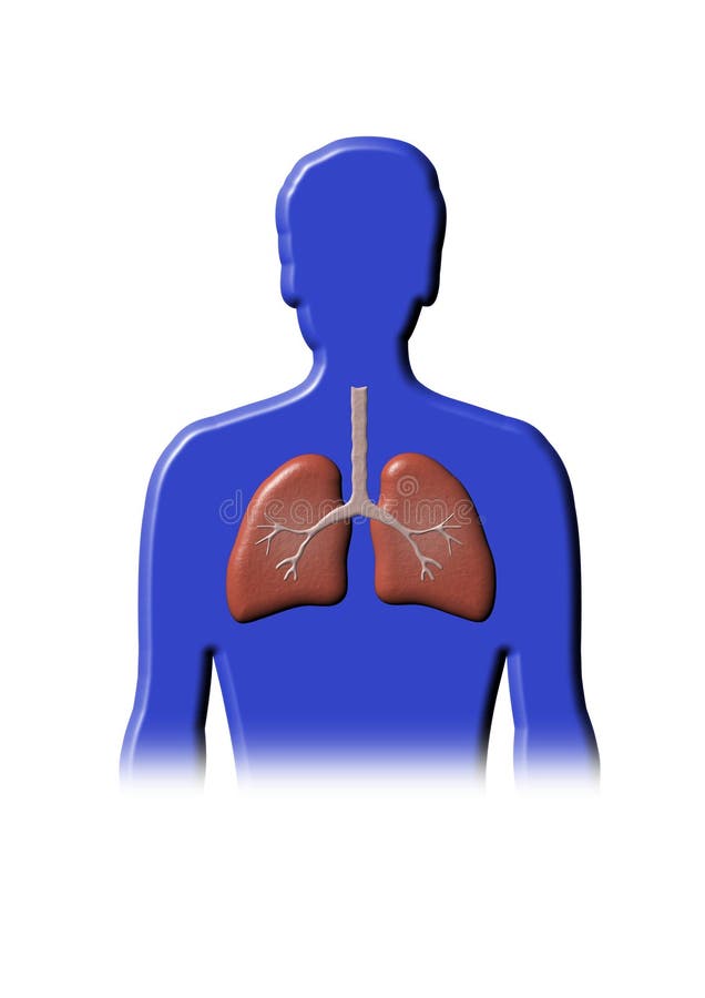 Human Lungs vector illustration