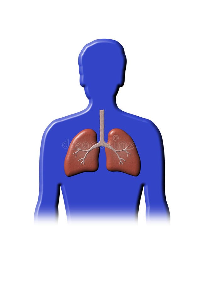 Illustrazioni da persona visualizzato polmoni.