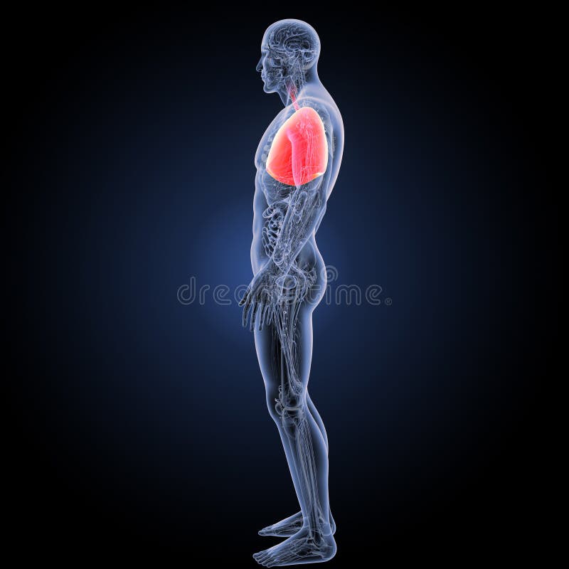 Lungs Ribcage Stock Illustrations - 289 Lungs Ribcage ...