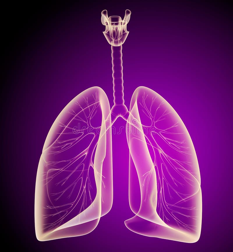 Human lungs and bronchi in x-ray view stock illustration Human lungs and bronchi in x-ray view stock illustration