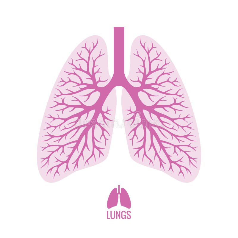 Human Lungs with Bronchial Tree