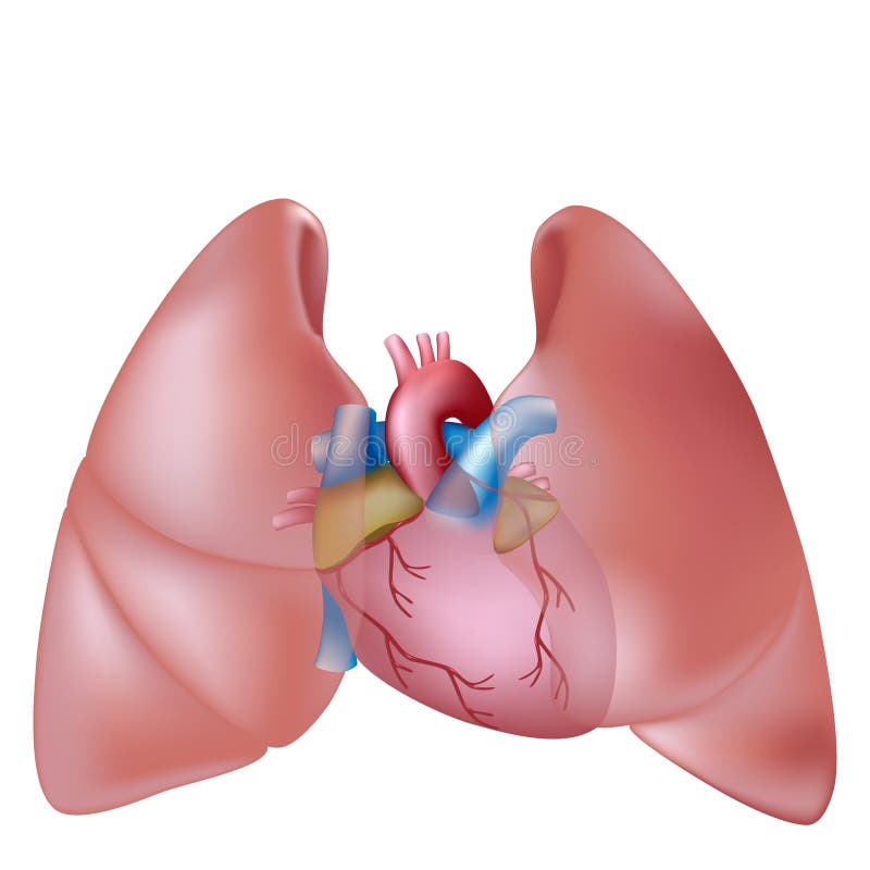 Human lungs and heart in thoracic cavity, eps10