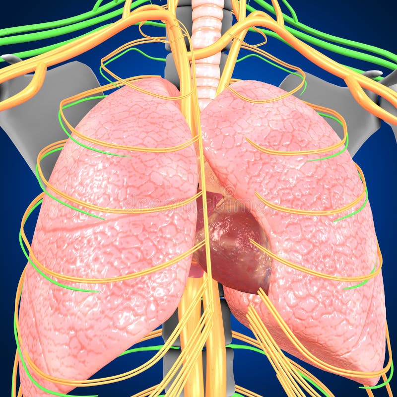 Human Lungs with heart