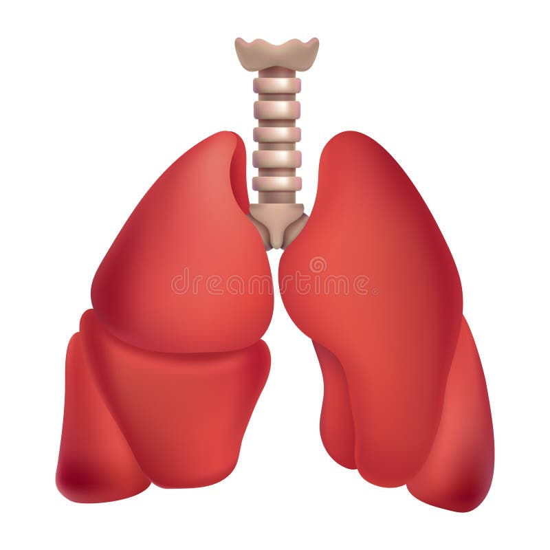 Human lungs illustration vector illustration